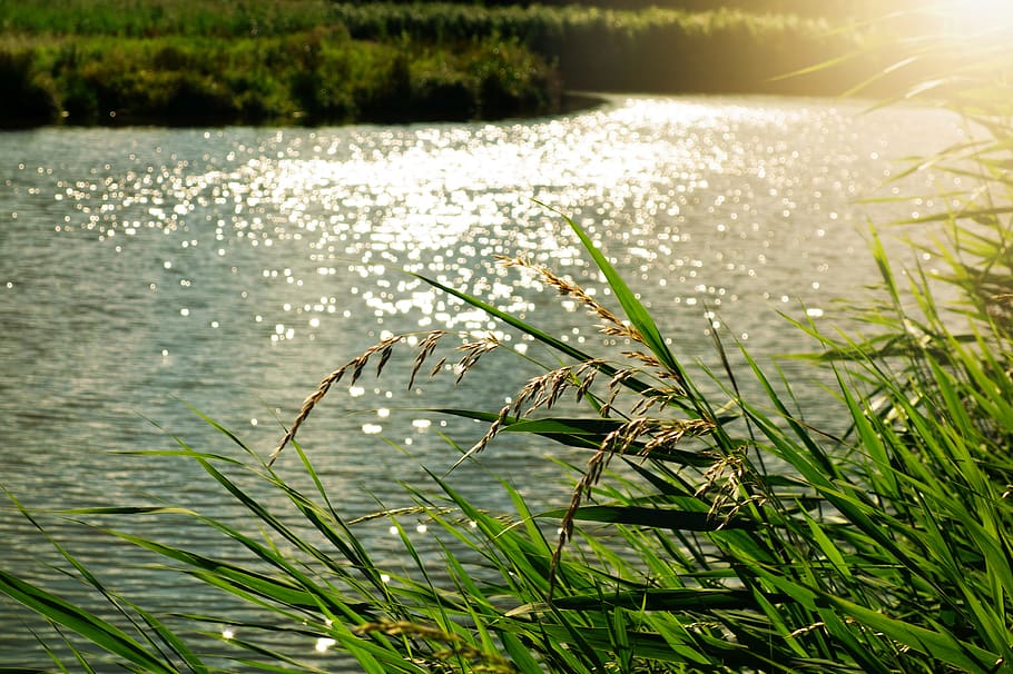 corpo, acqua, giorno, luminosa, luce del giorno, ambiente, erba, verde, luce, natura, canna, luce del sole, soleggiato, pianta, lago, bellezza nella natura, la tranquillità, crescita, colore verde, nessuno, scena tranquilla, scenics - natura, albero, scena non urbana, concentrarsi sulle conoscenze acquisite, all'aperto, filo d'erba, 4K