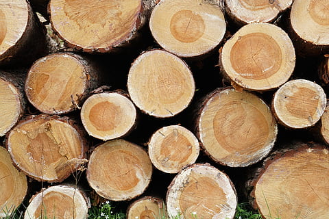 log coklat, kayu, jamur, roti, makanan, kendi, bambu, menanam, kayu keras, alat, kapak, burung-burung pemarah, musim dingin, simpul, baji, mamalia, rubah, hewan, margasatwa, kendi air, log, kayu bakar, bingkai penuh, industri kayu, bahan kayu, hutan, sekelompok besar objek, latar belakang, pohon, tumpukan, penggundulan hutan, kelimpahan, tidak ada orang, isu yang berkaitan dengan lingkungan, bahan bakar fosil, bahan bakar dan pembangkit listrik, tumpukan kayu, di luar rumah, dicincang, cincin pohon, serbuk kayu, 5K, CC0, domain publik, bebas royalti
