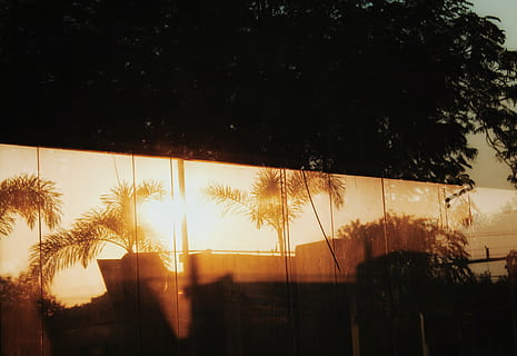 sol, arbre, planta, posta de sol, cel, naturalesa, cap gent, llum solar, silueta, arquitectura, estructura construïda, a l'aire lliure, bellesa a la natura, creixement, exterior de l'edifici, vidre - material, tranquil·litat, finestra, transparent, raig de sol, flare de la lent, 4K, CC0, domini públic, lliure de regalies