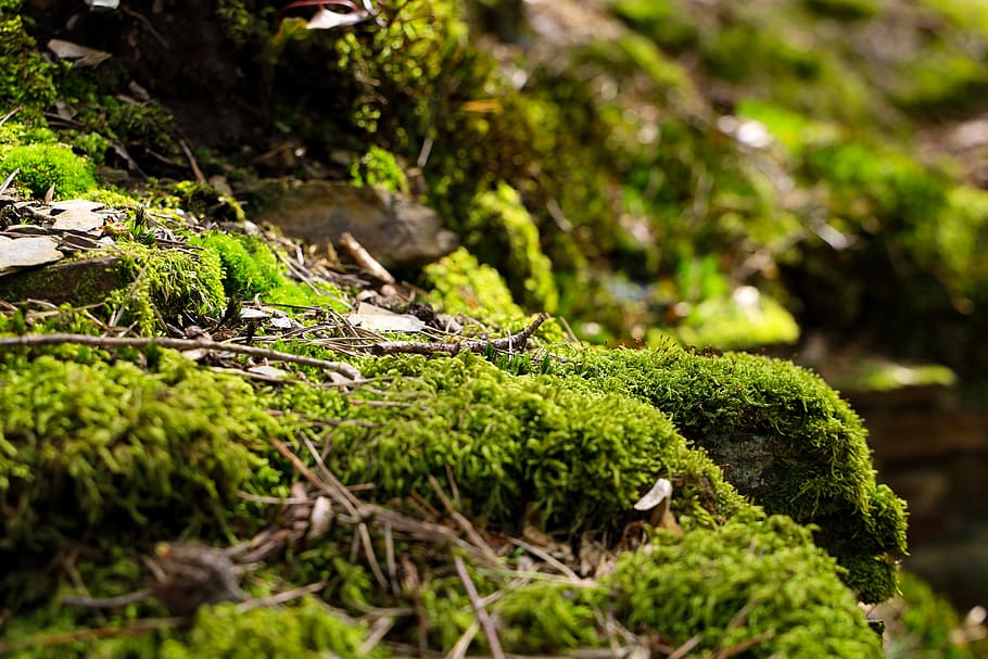 primavera, bosc, molsa, verd, sòl del bosc, flor de primavera, planta, naturalesa, sucós, flora, macro, herba, color verd, creixement, arbre, enfocament selectiu, bellesa a la natura, dia, cap gent, tranquil·litat, primer pla, terra, a l'aire lliure, cobertura, centrar-se en primer pla, rock, sòlid, rock - object, liquen, 5K