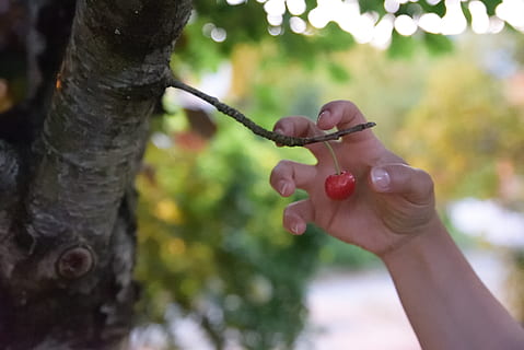 Kiraz, el, tek, ağaç, kapma, son, insan eli, insan vücudu parçası, tutma, bir kişi, bitki, ön plana odaklanmak, sağlıklı beslenme, Gıda, yiyecek ve içecek, meyve, gün, doğa, refah, ağaç gövdesi, gövde, tazelik, kapatmak, açık havada, parmak, olgun, insan uzuv, 5K, CC0, kamu malı, telif ücretsiz