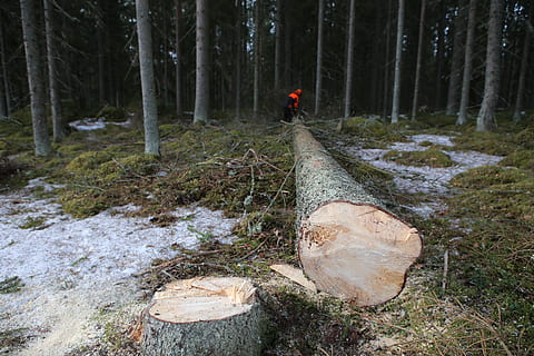 las, drzewo, dzienniki, sześć, kolekcja, log, rejestrator, wiosna zima, poza, Chirurgia, wylądować, roślina, Natura, scena pozamiejska, lesisty teren, bagażnik samochodowy, pnia drzewa, spokój, jedna osoba, spokojna scena, dzień, wylesianie, drzewny, scenics - natura, piękno natury, widok z tyłu, na dworze, kierunek, 5K, CC0, domena publiczna, darmowe zdjęcia