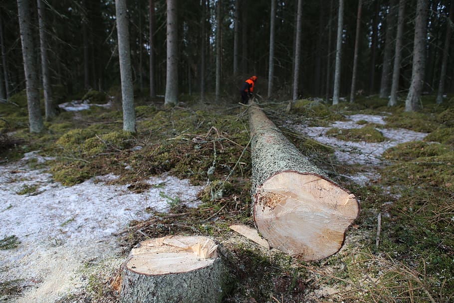 les, strom, protokoly, šest, sbírka, log, logger, jarní zima, vypnuto, chirurgická operace, přistát, rostlina, Příroda, mimoměstské scény, kufr, kmen stromu, klid, jedna osoba, klidné scény, den, odlesňování, dřevo, scenics - příroda, krása v přírodě, zpětný pohled, venku, směr, 5K