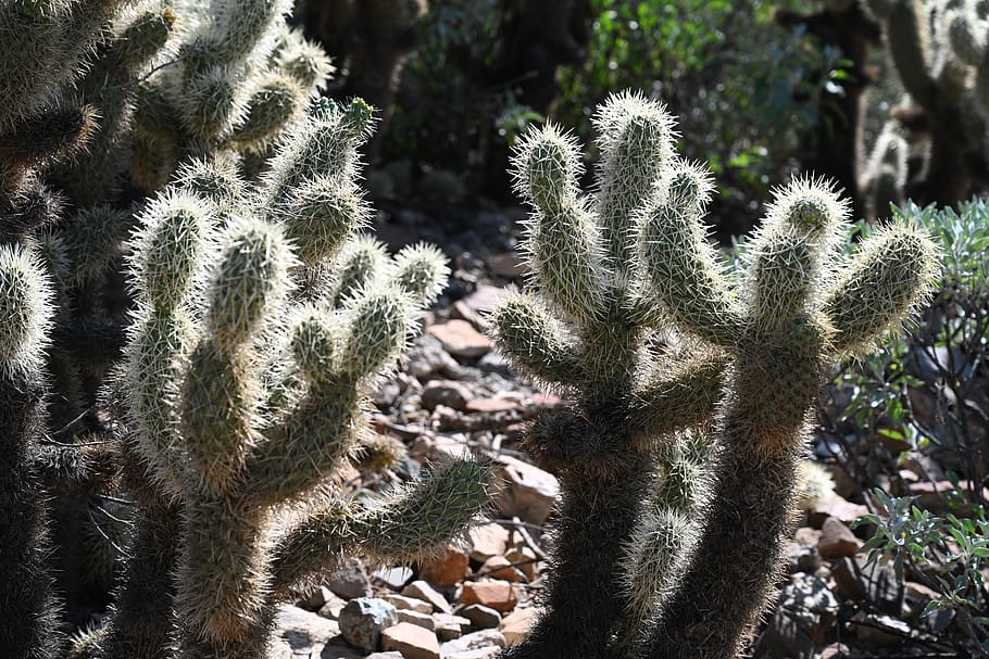 deserto, retroilluminato, CACTU, pianta succulenta, pianta, crescita, cactus, giorno, nessuno, natura, luce del sole, bellezza nella natura, concentrarsi sulle conoscenze acquisite, albero, colore verde, acuto, spina, terra, la tranquillità, all'aperto, avvicinamento, campo, spillo, ecosistema, 8K