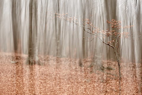 arbre sense fulles, arbre, planta, naturalesa, a l'aire lliure, piatra neamt, romania, tronc de l'arbre, vegetació, terra, riu, aigua, bosc, cascada, temps, boira, arbreda, herba, bedoll, tranquil·litat, cap gent, bellesa a la natura, paisatge, medi ambient, sec, tardor, fons, escenics - natura, escena tranquil·la, enfocament selectiu, dia, escena no urbana, 5K, CC0, domini públic, lliure de regalies