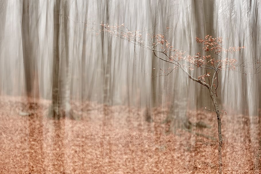 arbre sense fulles, arbre, planta, naturalesa, a l'aire lliure, piatra neamt, romania, tronc de l'arbre, vegetació, terra, riu, aigua, bosc, cascada, temps, boira, arbreda, herba, bedoll, tranquil·litat, cap gent, bellesa a la natura, paisatge, medi ambient, sec, tardor, fons, escenics - natura, escena tranquil·la, enfocament selectiu, dia, escena no urbana, 5K