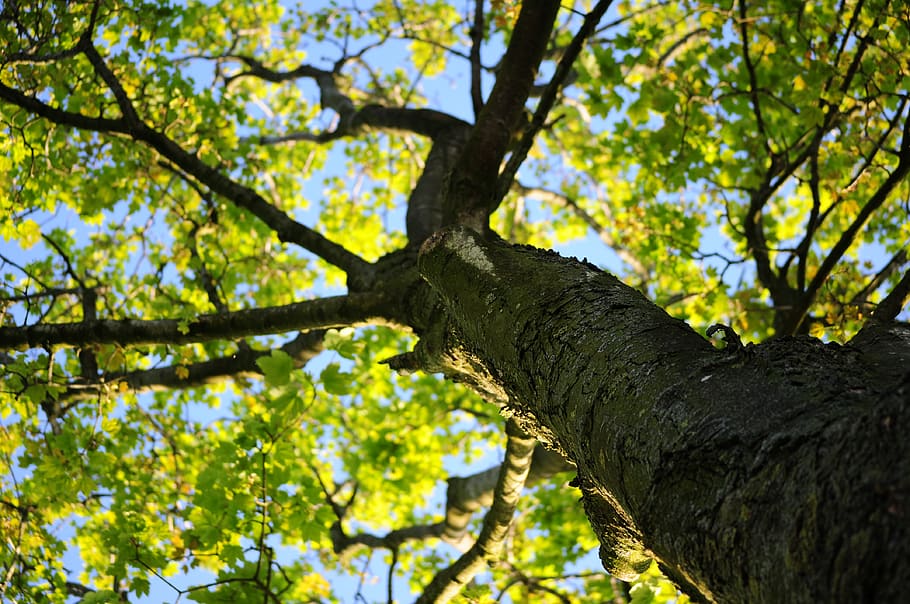foto de baix angle, verd, fulles, arbre, escorça, maple, naturalesa, fusta, planta, tronc, tronc de l'arbre, vista d’angle baix, branca, creixement, cap gent, centrar-se en primer pla, bellesa a la natura, dia, color verd, tranquil·litat, a l'aire lliure, full, part de la planta, llum solar, bosc, marc complet, copa de l'arbre, directament a sota, 4K