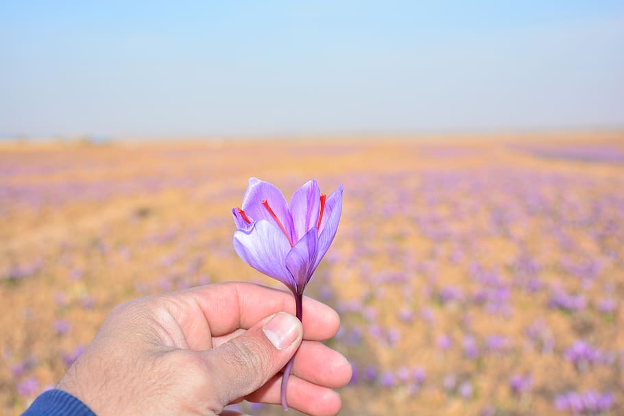 zafferano, mano umana, parte del corpo umano, mano, fiore, una persona, freschezza, pianta fiorita, pianta, bellezza nella natura, parte del corpo, natura, concentrarsi sulle conoscenze acquisite, cielo, avvicinamento, terra, detenzione, paesaggio, ambiente, all'aperto, viola, dito, testa di fiore, arto umano, 1080P