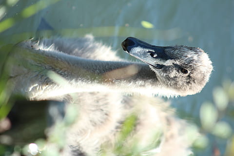 Francia, bourges, temi animali, fauna selvatica, un animale, animali allo stato selvatico, animale, vertebrato, mammifero, nessuno, natura, giorno, concentrarsi sulle conoscenze acquisite, all'aperto, messa a fuoco selettiva, luce del sole, avvicinamento, roditore, uccello, pianta, subacqueo, zoologia, testa di animale, baffo, 5K, CC0, dominio pubblico, privo di copyright