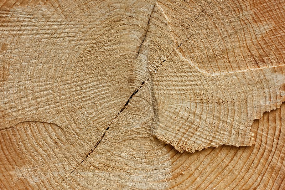 registre, fusta, estructura, arbre, llenya, secció, bosc, silvicultura, indústria de la fusta, M'agrada, fons, patró, marc complet, textura, primer pla, material de fusta, anell d’arbre, cap gent, marró, aspre, gra de fusta, naturalesa, patró natural, planta, monstre de l'arbre, escorça, 5K