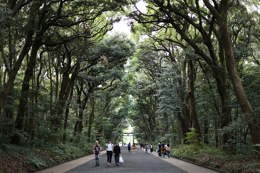 gent, caminar, arbres, persona, humà, arbor, a l'aire lliure, jardí, tokyo, Japó, planta, arbre, santuari de meiji, Camí, bosc, tronc de l'arbre, vegetació, carretera, meiji, parc, ruta, gris, terra, el camí a seguir, direcció, creixement, grup de persones, naturalesa, tronc, transport, dia, persones reals, sendera, persones incidentals, perspectiva decreixent, bellesa a la natura, homes, treelined, 5K