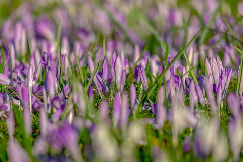 croco, primavera, fiori, fioritura, prato, natura, viola, bianca, fioritura precoce, prato di croco, mare di fiori, frühlingsblüher, prato primaverile, l'inizio della primavera, pianta, schwertlilie gewaechs, presagio di primavera, colorato, lenz, fiore, pianta fiorita, freschezza, bellezza nella natura, crescita, vulnerabilità, avvicinamento, fragilità, lavanda, messa a fuoco selettiva, nessuno, fotogramma intero, sfondi, campo, petalo, terra, infiorescenza, testa di fiore, all'aperto, letto di fiori, erba, giardino ornamentale, 4K, CC0, dominio pubblico, privo di copyright
