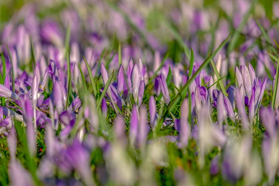 safrà, primavera, flors, florir, prat, naturalesa, porpra, blanc, violeta, floració primerenca, prat de safrà, mar de flors, frühlingsblüher, prada de primavera, el començament de la primavera, planta, schwertlilie gewaechs, precursor de la primavera, colorit, lenz, flor, planta amb flors, frescor, bellesa a la natura, creixement, vulnerabilitat, primer pla, fragilitat, espígol, enfocament selectiu, cap gent, marc complet, fons, camp, pètal, terra, inflorescència, cap de flor, a l'aire lliure, llit de flors, herba, jardí ornamental, 4K