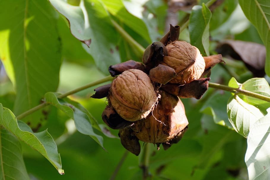 noguera, fruits secs, nous, shell, fresc, tardor, col·leccions, full, part de la planta, primer pla, creixement, menjar i beguda, menjar, alimentació saludable, planta, cap gent, naturalesa, centrar-se en primer pla, fruita, dia, frescor, nou - aliments, color verd, marró, nou, benestar, a l'aire lliure, madur, fulles, Planta esvaïda, 5K