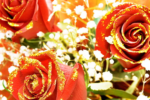 rosa, vermelho, haste, fundo, valentim, ouro, dourado, decoração, conceito, fechar-se, verde, floral, pétala, dia, aroma, símbolo, celebração, leve, presente, jardinagem, amor, macro, elegante, textura, jardim, cor, namorados, romance, solteiro, brotar, natural, flertando, Primavera, paixão, aniversário, folha, feriado, verão, evento, Flor, fragilidade, objeto, plantar, beleza, romântico, lindo, fresco, natureza, padronizar, perfeição, planta com flores, beleza na natureza, Flor rosa, frescura, ninguém, cabeça de flor, inflorescência, vulnerabilidade, focar em primeiro plano, arranjo de flores, ramalhete, ornamentado, 2K, CC0, domínio público, royalty free