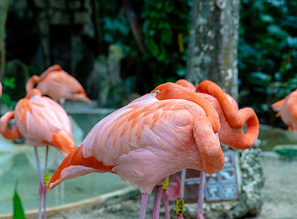 fem oransje strudsefugler, fugl, dyr, dyre temaer, virveldyr, dyr i naturen, flamingo, dyreliv, gruppe dyr, fokusere på forgrunnen, vann, oransje farge, dag, ingen folk, natur, innsjø, tre, anlegg, rosa farge, skjønnhet i naturen, dyrehals, 5K, CC0, offentlig domene, opphavsrett gratis