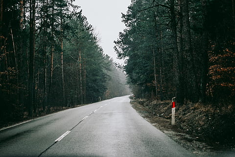 esvaziar, cinzento, concreto, estrada, arvores, floresta, árvore, Polônia, estrada de terra, cascalho, natureza, terra, pinho, rua, vegetação, ao ar livre, flora, plantar, névoa, neblina, verde, agua, molhado, transporte, o caminho a seguir, placa, direção, dia, visão traseira, uma pessoa, símbolo, marcação, marcação de estrada, pessoas reais, Perspectiva Diminutiva, comprimento total, 4K, CC0, domínio público, royalty free