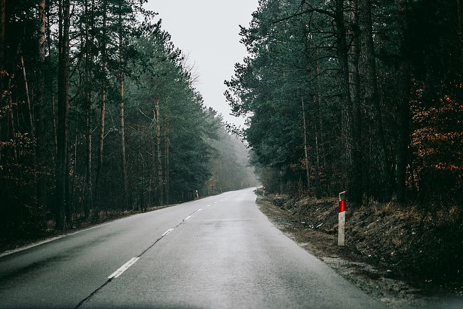 tom, grå, beton, vej, træer, Skov, træ, Polen, grusvej, grus, natur, jord, fyrretræ, gade, vegetation, udendørs, flora, plante, tåge, dis, grøn, vand, våd, transportmidler, vejen frem, skilt, retning, dag, bagfra, en person, symbol, mærkning, vejmærkning, rigtige mennesker, faldende perspektiv, fuld længde, 4K
