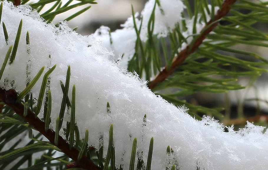 neu, hivern, fred, blanc, gelades, nevades, Font, fora, parc, joia, nens, flocs de neu, avet, verd, bellesa a la natura, planta, temperatura de fred, naturalesa, aigua, primer pla, Color blanc, color verd, full, cap gent, part de la planta, gel, centrar-se en primer pla, dia, creixement, congelat, a l'aire lliure, cargol, 5K