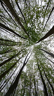 arbre, bosc, cel, buscant, mida, verd, troncs d’arbres, naturalesa, fulles, primavera, soques, planta, creixement, vista d’angle baix, bellesa a la natura, tronc de l'arbre, tronc, branca, terra, tranquil·litat, dia, cap gent, marc complet, copa de l'arbre, a l'aire lliure, directament a sota, alta - alta, bambú - planta, 4K, CC0, domini públic, lliure de regalies