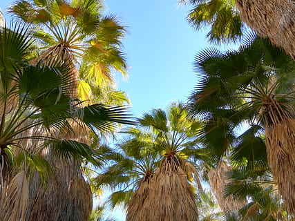 Baum, Pflanze, Arecaceae, Palme, Sommer-, Vereinigte Staaten, Palm Springs, indian canyon s palm canyon dr, Vegetation, Licht, Fackel, tropisch, Baumstamm, Grün, Natur, Land, Urwald, draußen, Blatt, Redwood, tropisches Klima, Himmel, Wachstum, Flachwinkelansicht, Schönheit in der Natur, keine Leute, Ruhe, Kofferraum, Palmblatt, Tag, Kokospalme, grüne Farbe, klarer Himmel, tropischer Baum, 4K, CC0, gemeinfrei, lizenzfrei