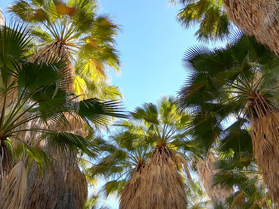 arbre, planta, arecaceae, Palmera, estiu, Estats Units, ressorts de palma, canyon's indian palm canyon Dr, vegetació, llum, flamarada, tropical, tronc de l'arbre, verd, naturalesa, terra, jungla, a l'aire lliure, full, sequoia, clima tropical, cel, creixement, vista d’angle baix, bellesa a la natura, cap gent, tranquil·litat, tronc, fulla de palma, dia, palmera de coco, color verd, cel clar, arbre tropical, 4K