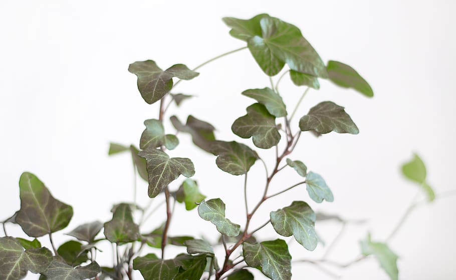 lähikuvaus, vihreä, leafed, kasvi, makro, kasvi-osa, puun lehti, kasvu, vihreä väri, luonto, ei ihmisiä, kauneus luonnossa, lähikuva, tuoreus, ulkona, päivä, ruoka, keskittyä etualalle, ruoka ja juoma, studio ammuttu, kasvien varsi, alttius, hauraus, matala kulma, 5K