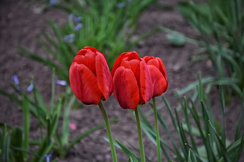 primăvară, floare, natură, polen, flori, grădină, tulip roșu, planta cu flori, plantă, frumusețe în natură, prospeţime, roșu, fragilitate, vulnerabilitate, petală, creştere, a închide, cap de floare, inflorescenţă, camp, teren, să se concentreze asupra primelor elemente, nici o persoana, lalea, zi, în aer liber, 5K, CC0, domeniu public, fără drepturi de autor