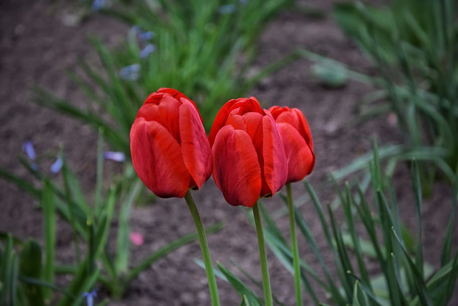 primăvară, floare, natură, polen, flori, grădină, tulip roșu, planta cu flori, plantă, frumusețe în natură, prospeţime, roșu, fragilitate, vulnerabilitate, petală, creştere, a închide, cap de floare, inflorescenţă, camp, teren, să se concentreze asupra primelor elemente, nici o persoana, lalea, zi, în aer liber, 5K