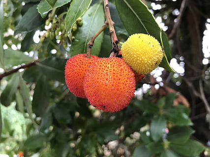 Madroño, fruct, roșu, mâncat sănătos, alimente, mancare si bautura, creştere, plantă, prospeţime, frunze, parte a plantelor, copac, a închide, bunăstare, agăţat, să se concentreze asupra primelor elemente, copt, nici o persoana, zi, boabe de fructe, natură, în aer liber, lychee, 4K, CC0, domeniu public, fără drepturi de autor