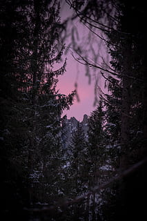 forest during nighttime, tree, plant, fir, abies, pine, conifer, nature, outdoors, spruce, silhouette, scenery, maple, leaf, oak, night, dusk, sunset, sky, dawn, red sky, forest, beauty in nature, tranquility, land, growth, tranquil scene, no people, scenics - nature, woodland, non-urban scene, idyllic, branch, low angle view, coniferous tree, purple, 5K, CC0, public domain, royalty free