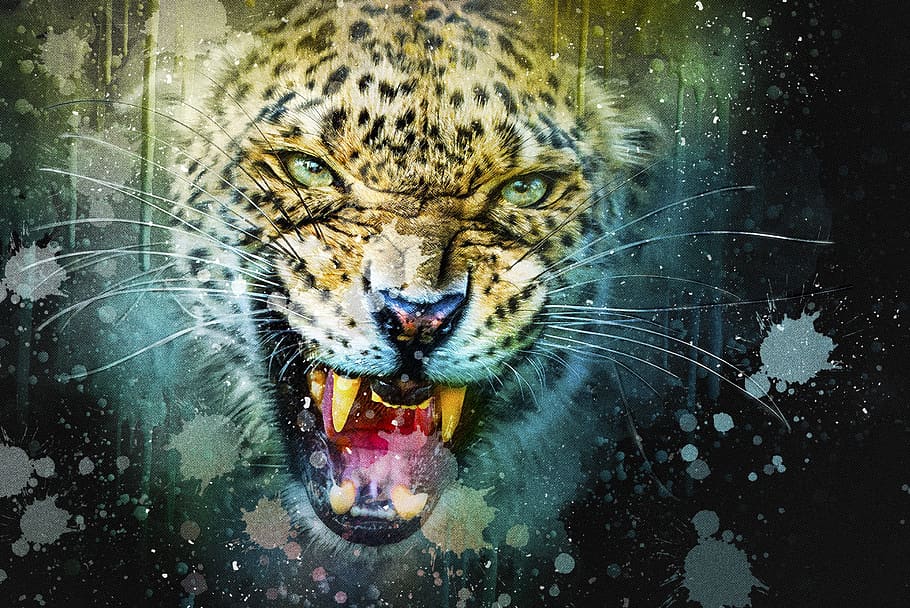 lleopard, gat, depredador, caçador, animal, naturalesa, gat salvatge, vida salvatge, perillós, xiuxiueig, agressiu, cap, manipulació digital, art fotogràfic, exòtic, temes d'animals, un animal, felí, gat gran, fauna animal, retrat, animals a la natura, mirant la càmera, mamífer, boca oberta, boca, cap gent, vertebrats, aigua, dia, bigotis, agressió, cap d’animals, 2K