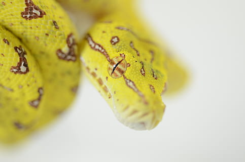 serpente, rettile, pitone albero verde, verde, pitone, animale, avvicinamento, giallo, nessuno, temi animali, girato in studio, cibo e bevande, natura, messa a fuoco selettiva, cibo, in casa, frutta, fauna selvatica, insetto, gruppo di animali, mangiare sano, bruco, sfondo bianco, invertebrato, lunghezza intera, maturo, 4K, CC0, dominio pubblico, privo di copyright