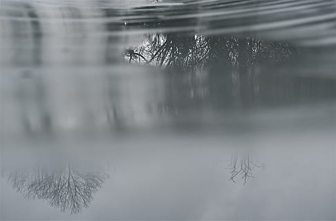 puddle, water, reflection, tree, wet, landscape, winter, plant, lake, waterfront, no people, nature, tranquility, day, selective focus, outdoors, beauty in nature, tranquil scene, motion, blurred motion, scenics - nature, 5K, CC0, public domain, royalty free