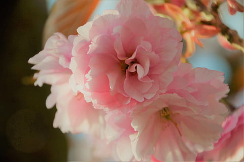 tre, kirsebær, vår, rosa, blomst, natur, gren, japansk, blomstring, oppfyllelse, ornamental, botanikk, hagearbeid, flora, blomstrende plante, friskhet, rosa farge, anlegg, skjørhet, sårbarhet, skjønnhet i naturen, nærbilde, petal, vekst, inflorescence, blomsterhodet, selektiv fokusering, ingen folk, dag, fokusere på forgrunnen, utendørs, våren, en haug med blomster, blomsterdekorasjon, kirsebærblomst, bukett, 2K, CC0, offentlig domene, opphavsrett gratis