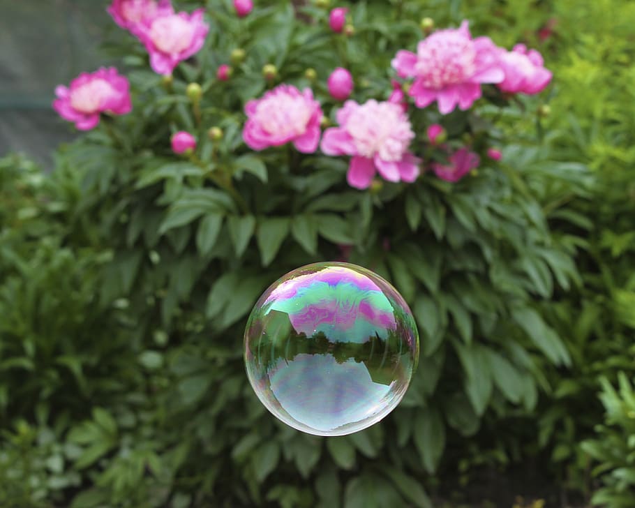 balon, bule de sapun, pluti, flori, roz, culoare, reflecţie, vulnerabilitate, fragilitate, sferă, plantă, creştere, natură, să se concentreze asupra primelor elemente, zi, a închide, frumusețe în natură, culoarea roz, planta cu flori, nici o persoana, floare, transparent, Culoarea verde, în aer liber, prospeţime, 2K