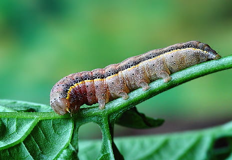 Raupe, Insekt, Larve, Muster, wild, Natur, Metamorphose, bunt, Tier, Tierthemen, Tiere in freier Wildbahn, Tierwelt, ein Tier, wirbellos, Nahansicht, grüne Farbe, keine Leute, Tag, selektiver Fokus, Pflanze, Fokus auf den Vordergrund, Pflanzenteil, Blatt, draußen, Reptil, 4K, CC0, gemeinfrei, lizenzfrei