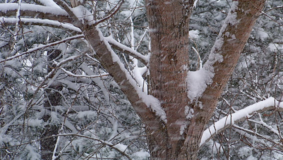 arboles, ramas, invierno, temperatura fría, nieve, árbol, planta, rama, naturaleza, árbol desnudo, tierra, tranquilidad, día, bosque, nadie, belleza en la naturaleza, congelado, el color blanco, tronco de arbol, el maletero, cubierta, al aire libre, planta muerta, nevando, 2K, CC0, dominio público, libre de derechos