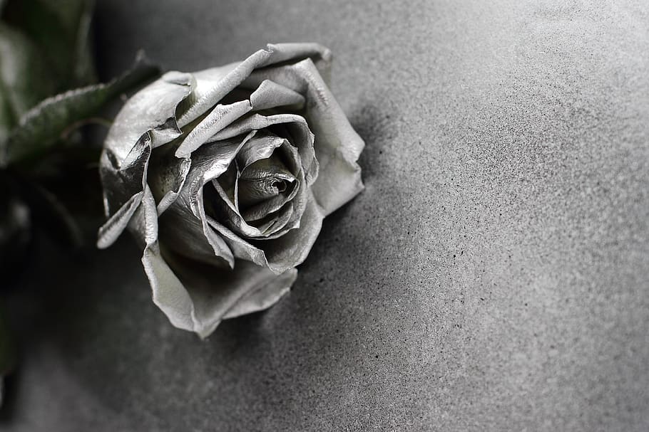 viu, art, fons, bonic, targeta, primer pla, fred, decoració, elegant, flora, flor, plata, full, fulles, metàl·lic, pètals, lloc, present, romàntic, rosa, brillant, text, textura, cap gent, frescor, flor de roses, fragilitat, planta amb flors, bellesa a la natura, centrar-se en primer pla, planta, vulnerabilitat, a l'interior, sec, pètal, naturalesa, inflorescència, cap de flor, sol objecte, Planta esvaïda, 4K