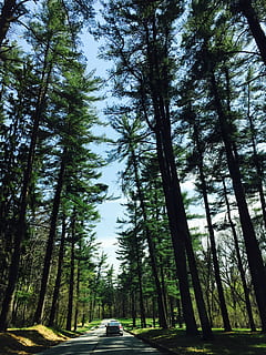 pine trees, car, perspective, road, trees, vehicle, tree, plant, transportation, mode of transportation, motor vehicle, forest, trunk, tree trunk, land vehicle, nature, growth, day, woodland, land, tranquility, beauty in nature, sky, no people, outdoors, treelined, 4K, CC0, public domain, royalty free