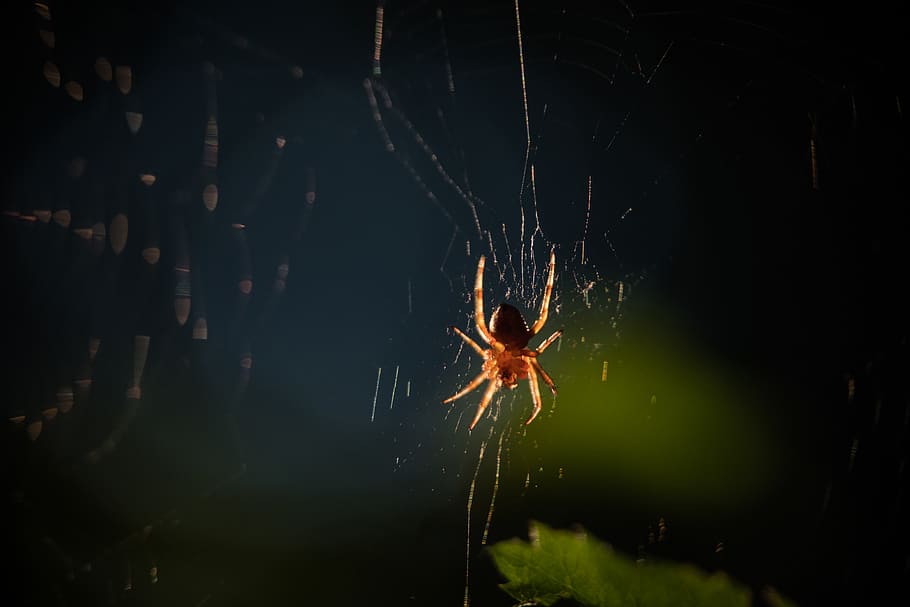 aranya, orb weaver, macro, patrick hendry, un animal, fauna animal, teranyina, animals a la natura, invertebrat, temes d'animals, artròpode, aràcnids, animal, insecte, fragilitat, primer pla, cap gent, naturalesa, centrar-se en primer pla, bellesa a la natura, vulnerabilitat, a l'aire lliure, aigua, cames d’animal, 8K