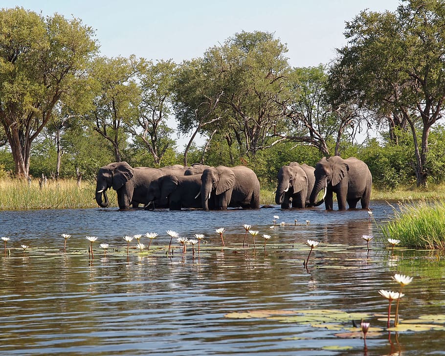 botswana, delta de l'okavango, salvatge, bigfive, els elefants, elefant, temes d'animals, arbre, grup d’animals, animal, aigua, planta, davant del mar, animals a la natura, fauna animal, naturalesa, mamífer, dia, vertebrats, cap gent, llac, safari, cel, a l'aire lliure, família d’animals, elefant africà, ramat, herbívors, tronc d’animals, 2K
