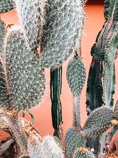 cactus verd, planta, cactus, marrakech, marroquí, cactus marrakech, ocell, animal, rèptil, dinosaure, plantes, hivernacle, inflable, agavaceae, naturalesa, a l'aire lliure, mesa, teranyina, cardenal, edifici, planta suculenta, creixement, cap gent, espina, primer pla, espigada, bellesa a la natura, dia, cactus de figuera de moro, agut, color verd, comunicació, patró natural, signe, sense cultiu, centrar-se en primer pla, 2K, CC0, domini públic, lliure de regalies