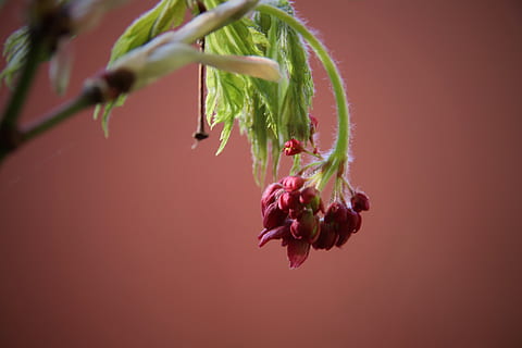lønn blomstring, lønn knop, lønnetre, rød, blomstre, blomst, anlegg, friskhet, farget bakgrunn, nærbilde, skjønnhet i naturen, blomstrende plante, mat og Drikke, studio skudd, vekst, mat, natur, ingen folk, spise sunt, rosa farge, skjørhet, sårbarhet, innendørs, grønn farge, 5K, CC0, offentlig domene, opphavsrett gratis