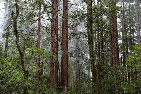 arbre amb fulles verdes, bosc, arbre, naturalesa, a l'aire lliure, flora, terra, planta, vegetació, Estats Units, parc estatal de gulch rus, mendocino, sequoia, arbres, fulles, boira, vida salvatge, full, selva tropical, tronc de l'arbre, tronc, tranquil·litat, creixement, escena tranquil·la, cap gent, bellesa a la natura, escena no urbana, dia, escenics - natura, color verd, medi ambient, remot, bambú - planta, 5K, CC0, domini públic, lliure de regalies