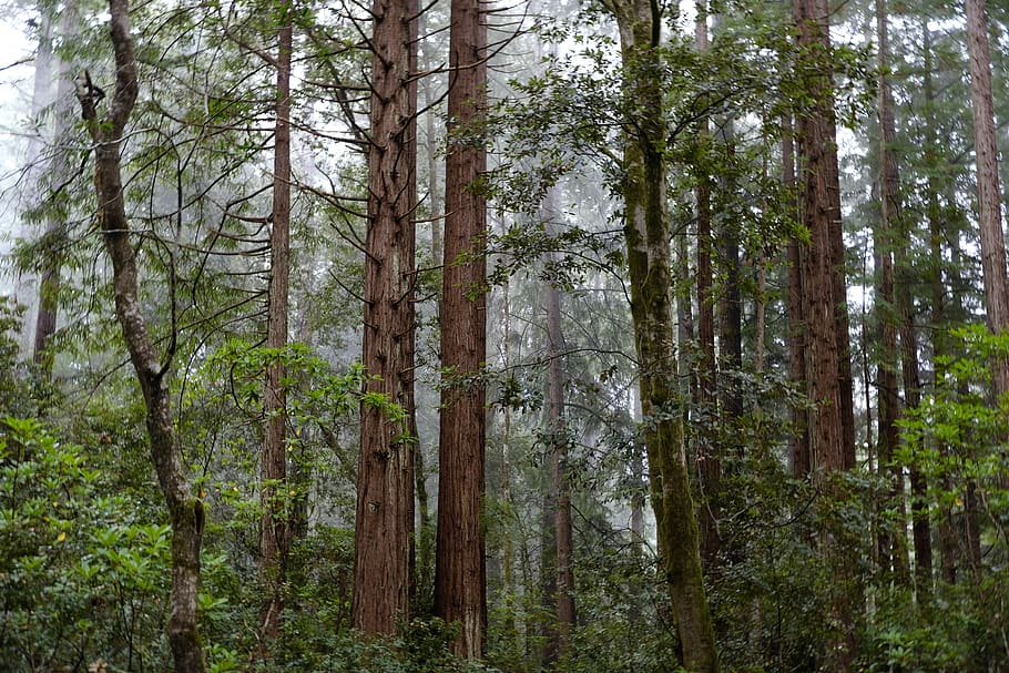 arbre amb fulles verdes, bosc, arbre, naturalesa, a l'aire lliure, flora, terra, planta, vegetació, Estats Units, parc estatal de gulch rus, mendocino, sequoia, arbres, fulles, boira, vida salvatge, full, selva tropical, tronc de l'arbre, tronc, tranquil·litat, creixement, escena tranquil·la, cap gent, bellesa a la natura, escena no urbana, dia, escenics - natura, color verd, medi ambient, remot, bambú - planta, 5K
