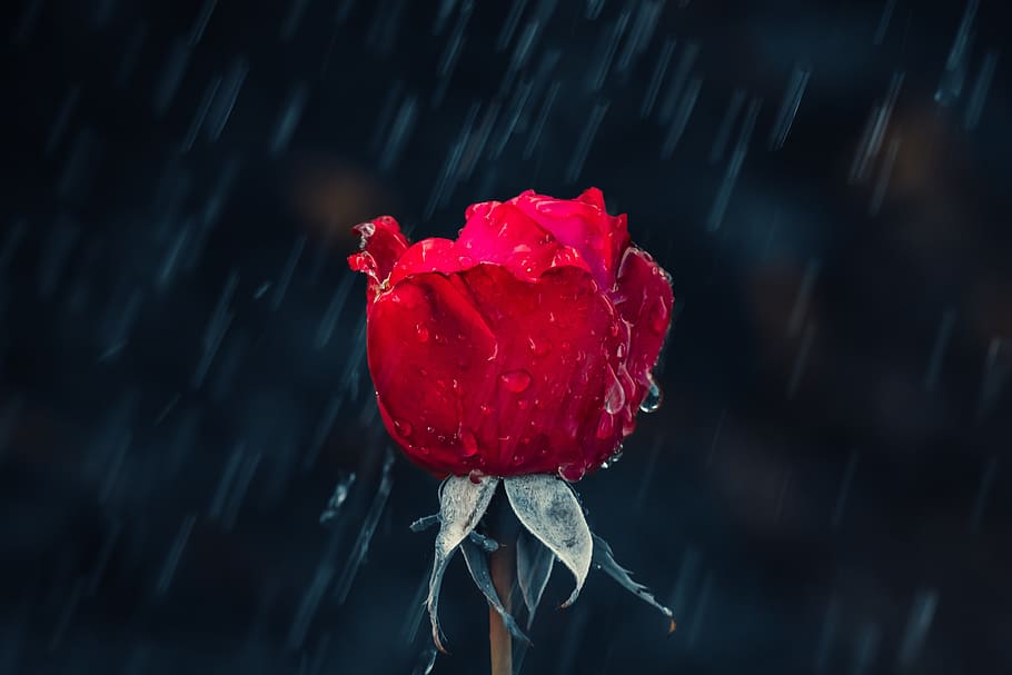 Rose, rød, dryppe, regn, blad, våd, regndråbe, natur, dråbe vand, dråber, makro, regnfuld, dug, blå, plante, vejr, dugdråbe, efterår, kold, tæt på, have, blomstre, flor, blomst, blomsterhave, smuk, skønhed i naturen, sårbarhed, blomstrende plante, skrøbelighed, kronblad, rosenblomst, friskhed, blomsterstand, vækst, blomsterhoved, fokus på forgrunden, ingen mennesker, udendørs, regntiden, bægerblad, 5K