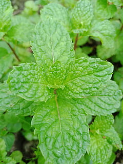 menta, verd, herba, full, color verd, part de la planta, planta, creixement, tirar, primer pla, aigua, naturalesa, frescor, dia, bellesa a la natura, cap gent, centrar-se en primer pla, menjar i beguda, menjar, humit, a l'aire lliure, marc complet, gota de pluja, fulles, rosada, 4K, CC0, domini públic, lliure de regalies