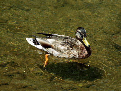 ocell, ànec, temes d'animals, fauna animal, animal, animals a la natura, aigua, vertebrats, un animal, llac, nedar, aus de corral, davant del mar, cap gent, naturalesa, dia, vista d’angle alt, ànec real, zoologia, flotant a l'aigua, poc profund, 4K, CC0, domini públic, lliure de regalies