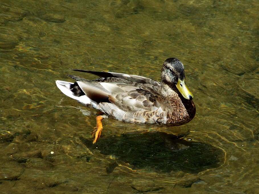 ocell, ànec, temes d'animals, fauna animal, animal, animals a la natura, aigua, vertebrats, un animal, llac, nedar, aus de corral, davant del mar, cap gent, naturalesa, dia, vista d’angle alt, ànec real, zoologia, flotant a l'aigua, poc profund, 4K